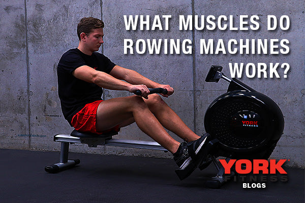Rowing Machine Muscles